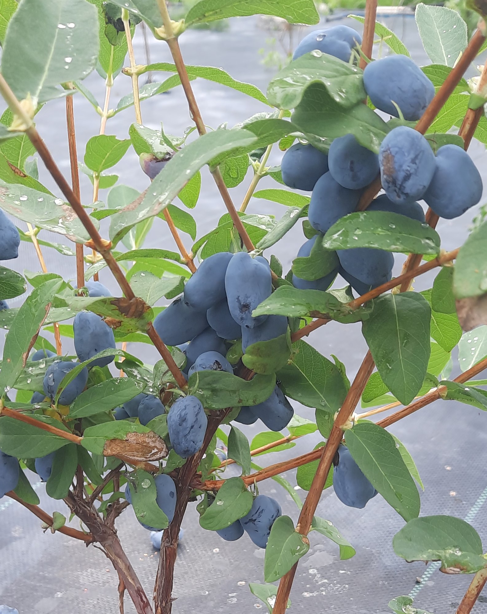 Blue Banana Honeyberry Plant