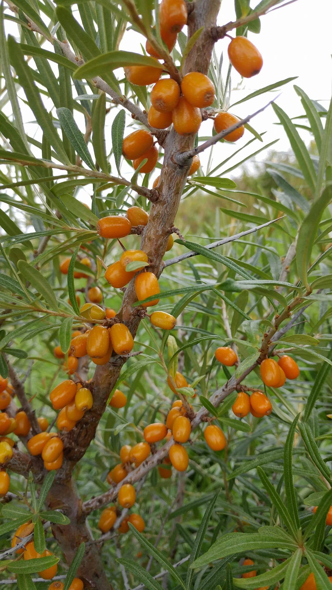 Argousier Orange énergie - Végétolab inc. - Vente d'arbustes fruitiers