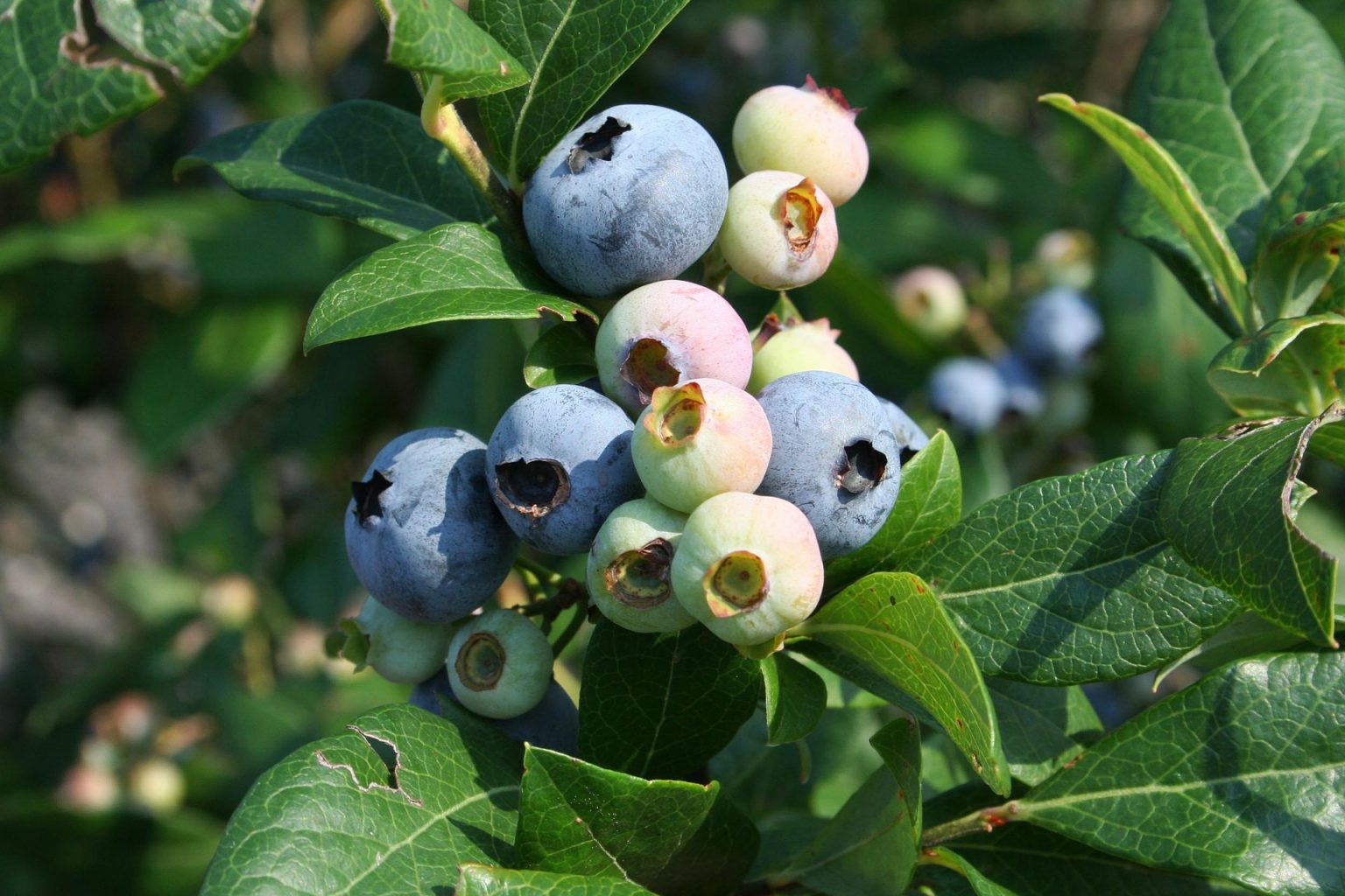 Highbush Blueberry Elliott → Végétolab → berry seedlings NURSERY
