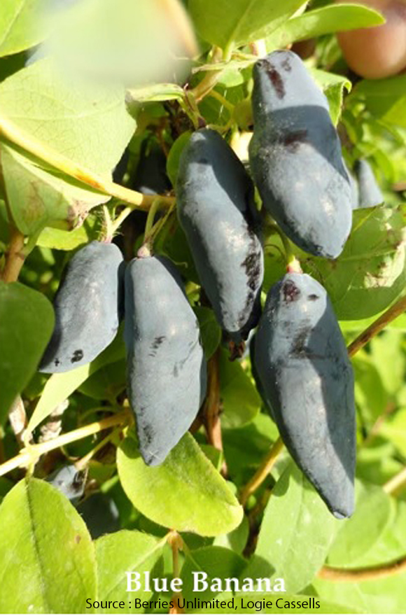 Camerisier Blue Banana
