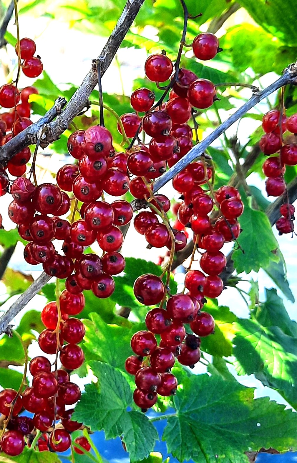 thumbnail image 2 of 200 Giant Tulameen Raspberry Seeds - Sweet, Medicinal, Antioxidant-Rich, High-Fiber - Perfect For Home Gardens, Full Sun, Hardy In Zones 3-8 2 of 2